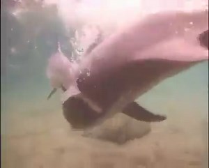 4K reactions · 3.1K shares | AMAZING! Watch this dolphin give birth...