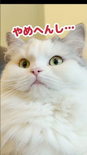 爪を噛むクセがやめられない猫 #Shorts 【猫アテレコ】