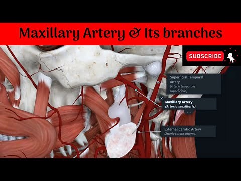 Maxillary Artery / Internal Maxillary Artery | Commencement | Parts | Course | Branches