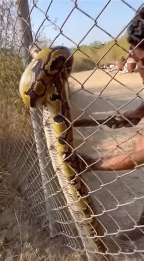 This MASSIVE Snake Went Right Through the Fence 😱 #shorts #danger