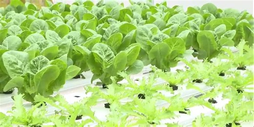 Local farmers working to get crops through cold temperatures