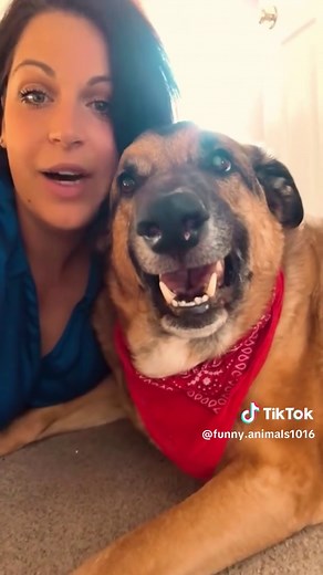 Hilarious Animal Moments: Try Not to Laugh Challenge