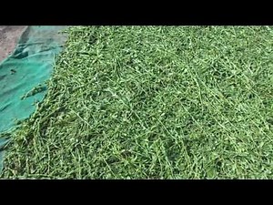 Stevia Leaves Drying Process