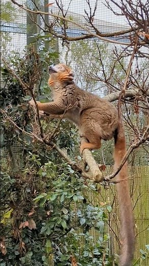 Crowned Lemur Up Close! | Adorable Wildlife Moment at the Zoo