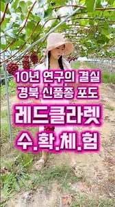 너무 귀한 레드클라렛 포도 수확 체험(경상북도 상주시) #한국과수농협연합회 #우리과일홍보단 #포도 #레드클라렛 #신품종과일