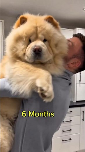 My Chow Chow Dog Transformation: One Month to One Year #chowchow #pitbull #rottweiler #labrador