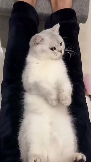 The Ultimate Funny Cat Compilation: Non-Stop Laughter