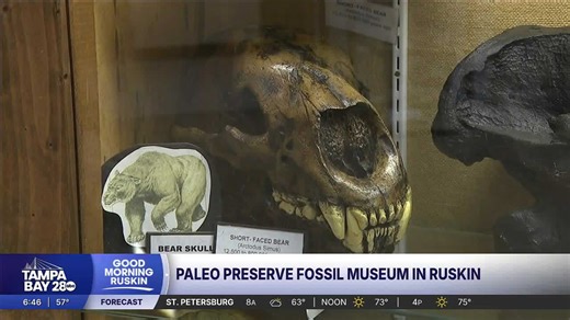 Ruskin's hidden gem: Paleo Preserve Fossil Museum showcases prehistoric animals