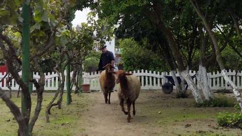 Why your fried fish never gets this crispy