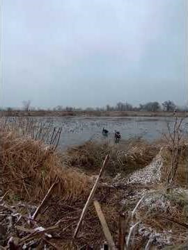 Chip retrieving. #pudelpointer #waterfowl #duckhunting #hunting