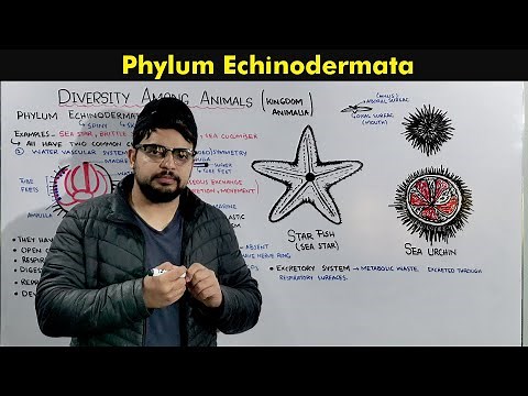 Phylum Echinodermata (Characteristics and Overview).