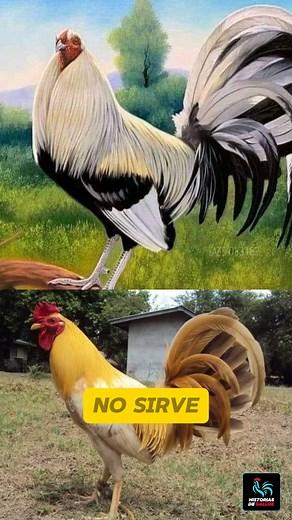 ¿Un gallo que pierde no se usa para criar o si? "Muchos piensan que si un gallo no gana, no sirve para dejar descendencia... Pero eso no siempre es así. Lo primero que debes entender es que el resultado de una competencia no siempre refleja su verdadera calidad genética. Hay ejemplares con linajes poderosos, con padres y abuelos sobresalientes, que simplemente no tuvieron su mejor día. Un mal corte, una mala crianza o hasta el manejo, pueden afectar su desempeño. Por eso, antes de descartar un e