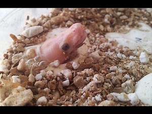 Pink ball python hatchling pipping!