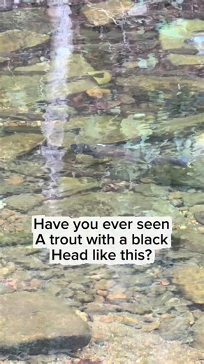 Would’ve loved to catch this guy. Unfortunately looks like he’s been foul hooked already. #nc #flyfishing #rainbow #trout