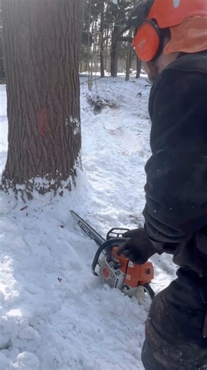 “It’s already filming” 🤣 #logging #friends #stihl #timber #working
