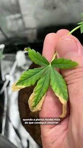 Sua planta não cresce? Veja 3 erros que TRAVAM seu cultivo!