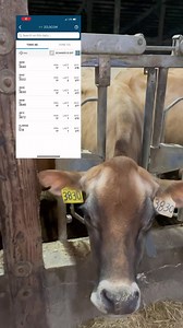 Using Dairy Comp makes this easy, no more clip board and list. | TDF Honest Farming
