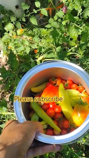 Harvesting time #tomatoes #peppers