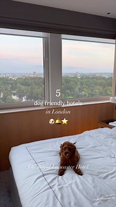 If you’re thinking of treating your pooch to a dog-friendly stay in London, these are 5 options that our @piccolothetoypoo, absolutely loved and approved! 🐶🛎️ 🫖 Steps away from Hyde Park, the @royallancasterlondon offers a V.I.P. paw-perfect package which includes a Doggy Afternoon Tea, a dog bed and a hamper full of treats to take home plus the option of a ‘Paw-Cierge’ pet sitting! 👑 The @rubenshotel offers a welcome hamper, a pet menu for your beloved pet, pet sitting services, grooming se
