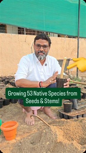 This year, we’ve taken a big step. We’re growing 53 types of native species all from seeds and stems, in our very own nursery so they’re stronger, healthier and ready to thrive in dense forests. Watch the reel to see how every sapling is nurtured step by step, with care, proper soil and protection. . . [bharatsisodia, CATCH Foundation, OxyHomes Nursery, native plants, native trees, tree plantation, dense forest, native saplings, growing from seeds, growing from cuttings, germination process] #bh