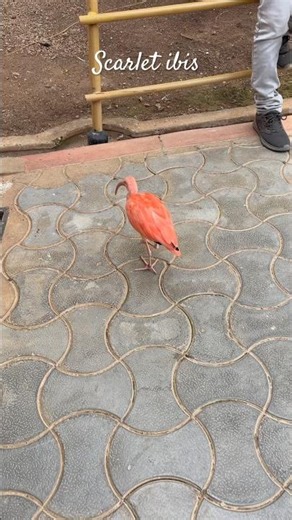 Scarlet ibis. #scarlet #birds #bird #nature #trending #wildlife #animals