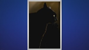 9 Interesting Facts About Black Cats