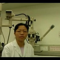 Retrograde Labeling of RGCs | JoVE Journal