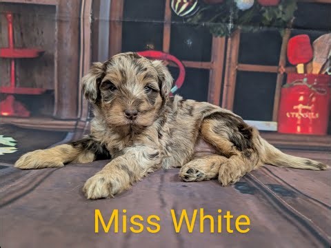 F1B Labradoodle Girl Puppies 5 week old Pictures