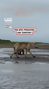 That wolf looks huge next to the bear 😱🐺🐻 | LADbible Ireland