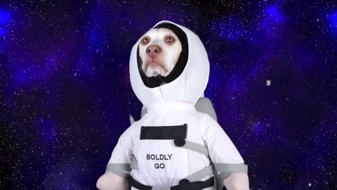 Dog Eats Popcorn in Space‚ Watch Funny Dog Maymo Enjoy His Cosmic Snack!