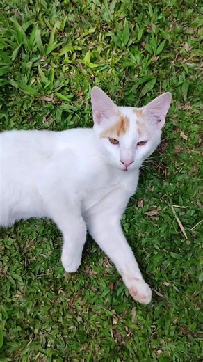 Little Steps (@little.steps1)’s videos with original sound - Abhi store