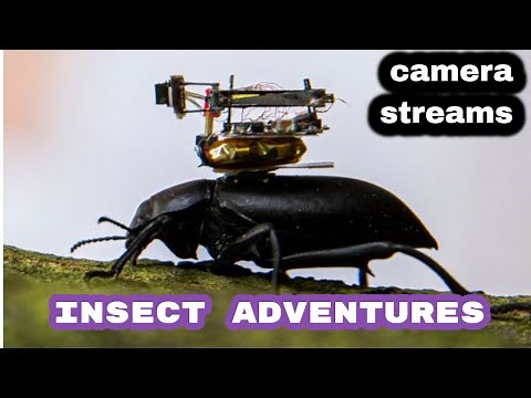 Beetle mounted camera streams insect adventures | insect camera footage