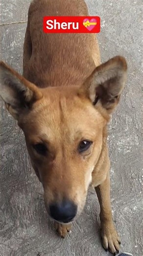 sheru ko 🍪 khilaya ❤️🐶 #desi #viral #dog #doglove #shorts