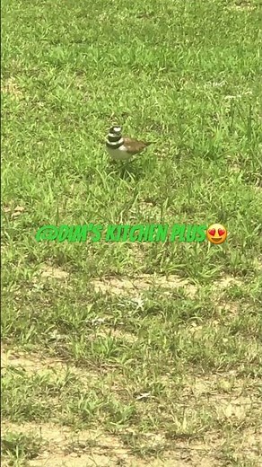 Natural Calling Sound Of Killdeer😍කිල්ඩියගෙ සද්දෙ😍