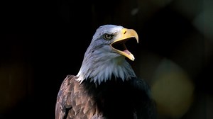 Eagle, Bald Eagle, Raptor. Free Stock Video