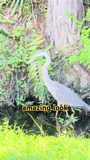 Grey heron#naturelovers