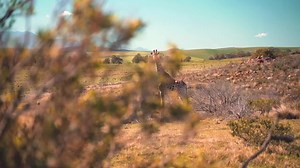 Deep Fake David Attenborough. (Shorter version for sharing) | James Veitch