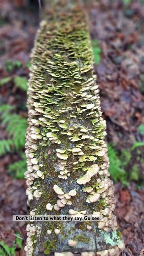 White & Green Fungus Growing on Tree Branch Hiking Adventure Green Moss Fuzzy White Mushrooms