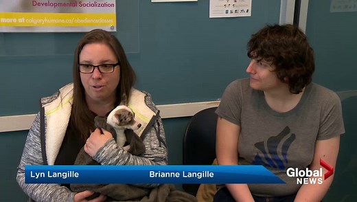 Dogs seized from Lethbridge home available for adoption in Calgary