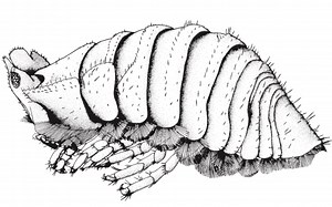 ［潮虫之外：塞𡈼的仆从们］四不像的等足类！丢了尾巴不成还丢了Family的Paravireia似维氏虫属