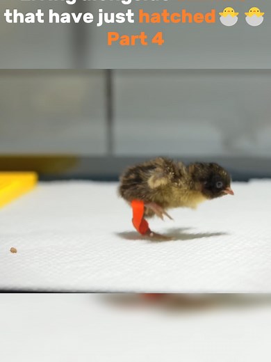 Hatching the World's Biggest and Smallest Eggs