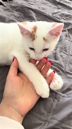 Deutsch lernen mit Katzen: Ein unterhaltsamer Einstieg