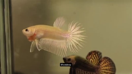 Franksbettas on Instagram: "Alien gold in development"