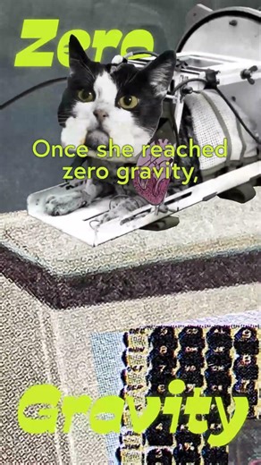 First Cat Space Flight