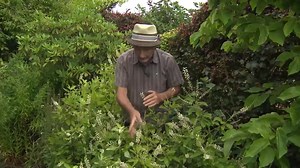 Zoom sur le Clethra alnifolia 'Creel’s Calico', un arbuste ornemental à la floraison généreuse - RTBF Actus