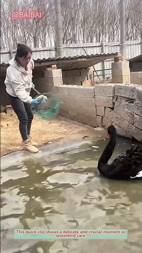 How to Safely Handle a Cygnet? | Swan Rescue Guide