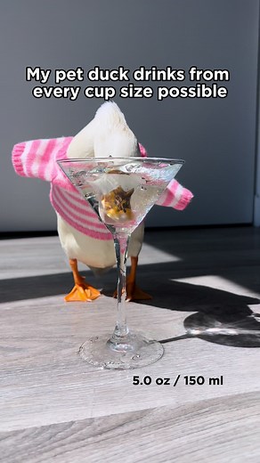 My pet duck drinks from every cup size possible #pets #duck #drinking #water #asmr #asmrsound
