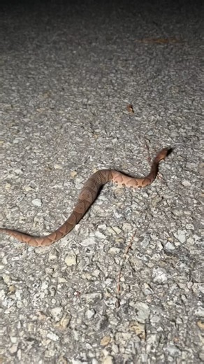 What is this fat snake? #snakes #animals #wildlife