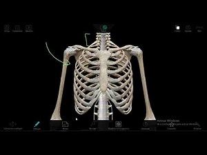 TORAX PARIETAL: División general, funciones, límites