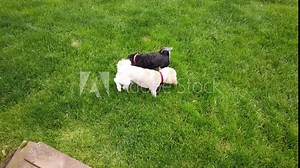 Two Havanese dogs, one white and the other black walking around on grass. The black dog walks away